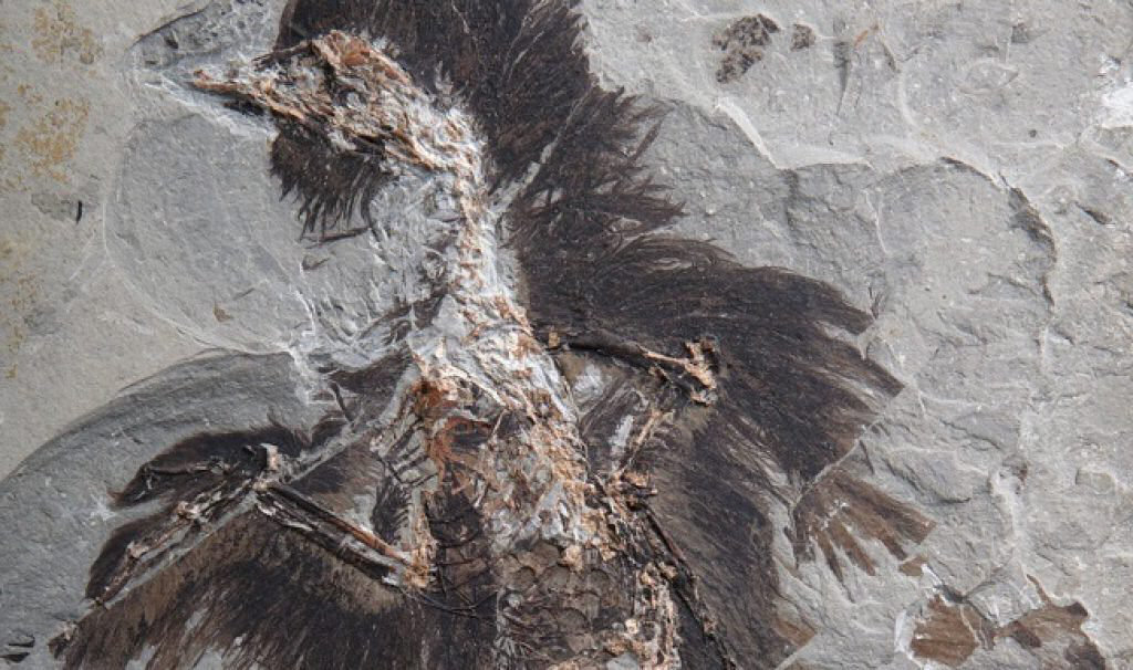 fosiles plumas