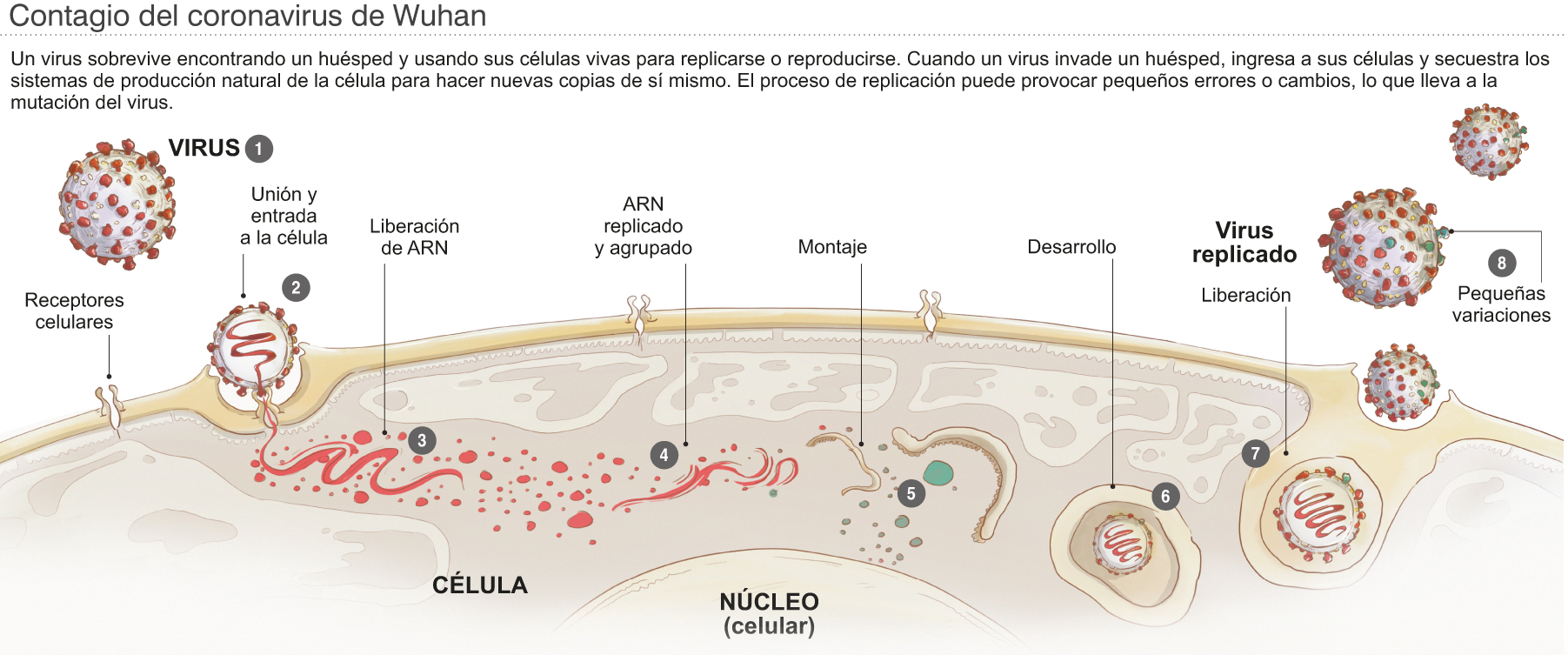 coronavirus contagio propagacion