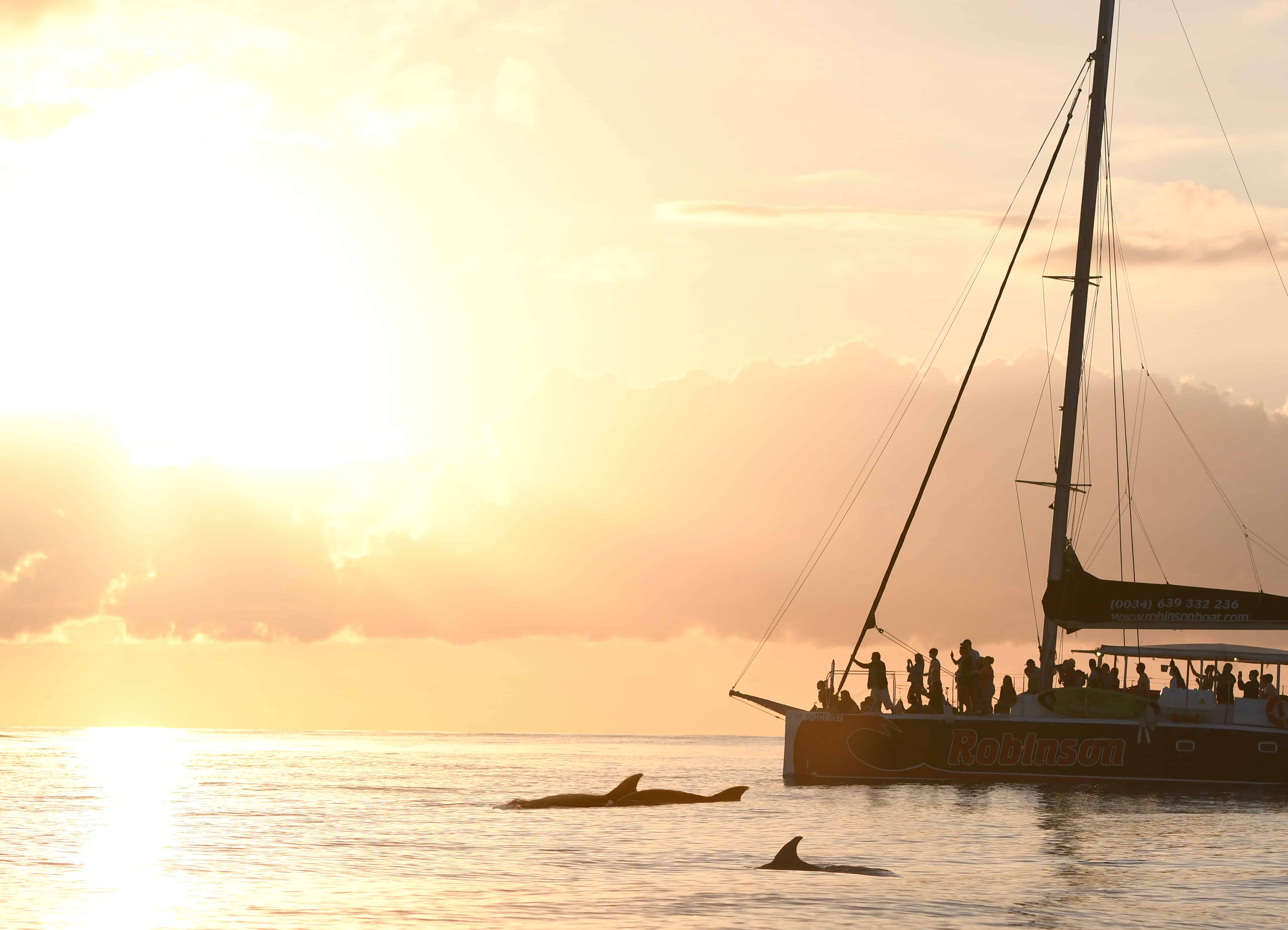 excursion barco mallorca delfines